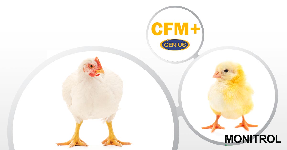 Obtenir un minimum de CFM en production de volaille